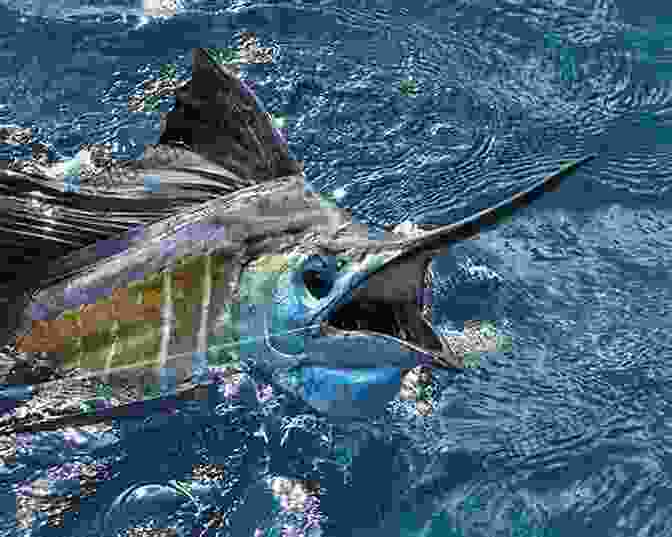 A Sailfish Swimming At High Speed Survival Of The Quickest: Across Africa In A Porsche