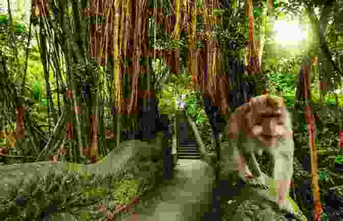 Curious Monkeys Playing In The Sacred Monkey Forest In Ubud, Bali Journey Through Bali Lombok Paul Greenway