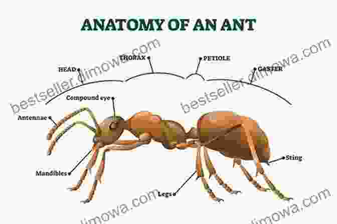 Diagram Of Ant Anatomy Ants Rule: The Long And Short Of It