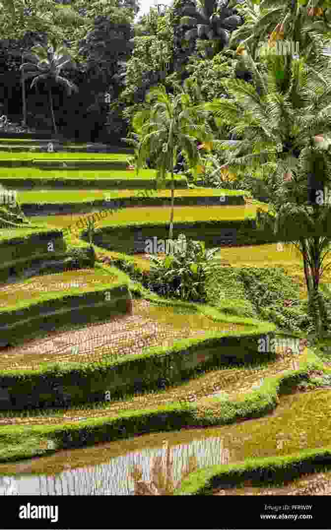 Lush Green Rice Terraces Cascading Down A Hillside In Lombok, With A Backdrop Of Towering Mountains Journey Through Bali Lombok Paul Greenway