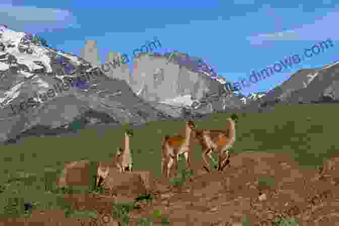 Patagonia Is Home To A Diverse Array Of Wildlife, Including Guanacos And Penguins. Morgan Treasure Hunter: Patagonia (Legend Of The Rockies: Spain 2)