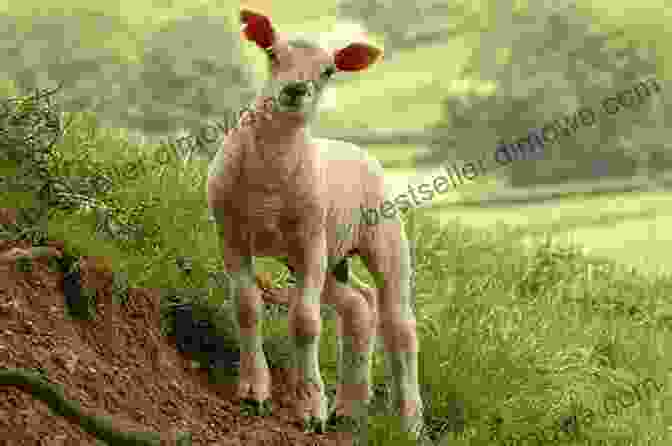 Roger The Sheep Standing Proudly In A Field Roger The Extraordinary Sheep (Good 1)