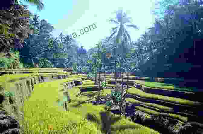 Stunning Panoramic View Of A Lush Green Rice Terrace In Bali, With A Traditional Temple In The Background Journey Through Bali Lombok Paul Greenway